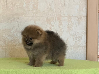Pomeranian - 2