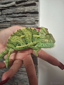chameleon jemenský - 2