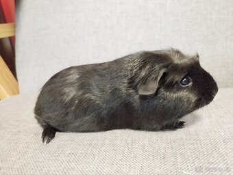 Chovatelská stanice Consuelo nabízí čistokrevná morčata - 2