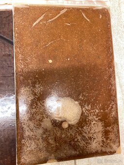 Artemie, discus mix, koretra, dafnie, mysis, hovězí srdce, - 2