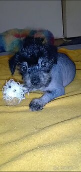 Čínský chocholatý pes štěně - 2