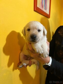 Labradorský retriever s PP - 2