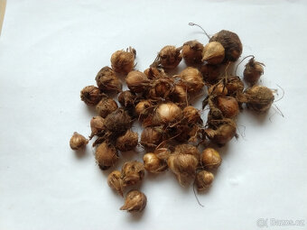 Šťavel růžový - čtyřlístek (Oxalis deppei) 30 ks - 2