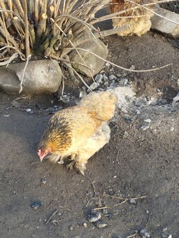 Kočinka  zakrslá - 2