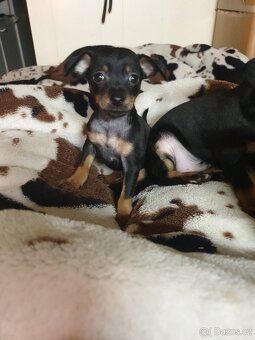 Pražský krysařík - 2