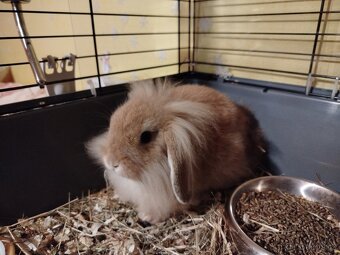 Medvědice - králík - 2