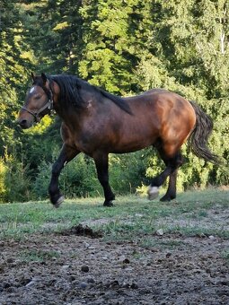 Plemenný hřebec SN 1331 Sargon - 2