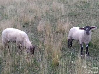 prodám jehňata - 2