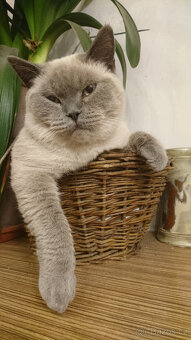 Britský kocour ke krytí - 2