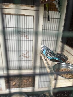 Loňské výstavní andulky - 2