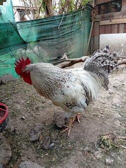 Bielefeld stříbrný - 2