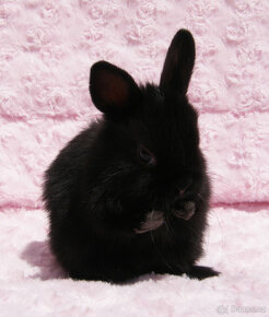 Zakrslý krátkouchý králíček , malinká černá samička . - 2