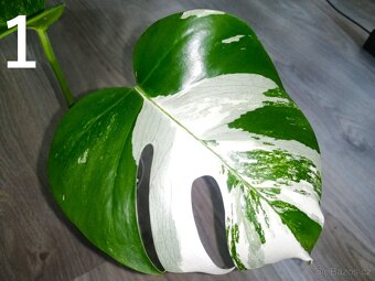 Monstera Deliciosa Albo variegata - Vrchol - 2