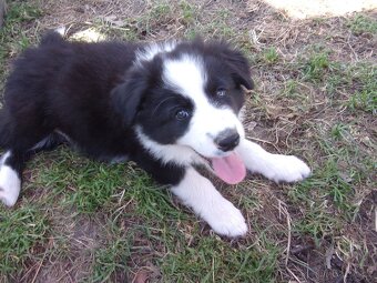 Border kolie /  collie štěňátko pejsek s PP (FCI) - 2