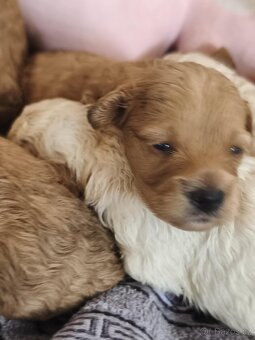 Cavapoo pudl kavalír - 2