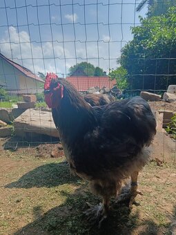 Kohouti Kočinka velká - 2