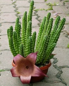 Sukulenty Stapelie, Stromové kaktusy, Hoya - 2