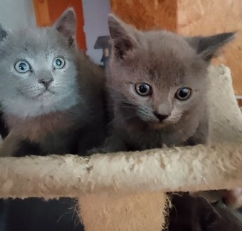 Prodám britské modré koťátka bez PP - 2