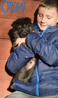 Německý ovčák-štěňata - 2