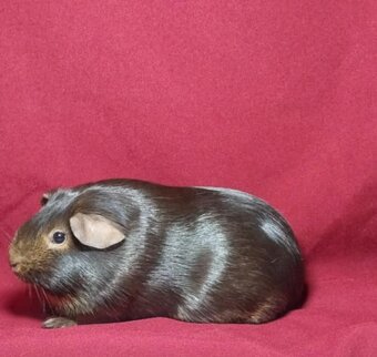 Morče, morčátko - 2