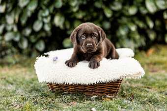 Labrador štěňě s PP - 2
