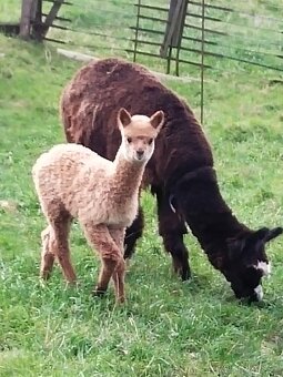 Koupím starý Gumotextilní nafukovací retro polštářek - 2