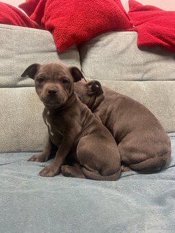 Stafordsirsky bulterier s PP-fenka modra - 2