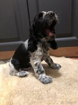 Anglicky kokršpaněl - 2