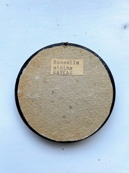 Entomologický preparát – Rosalia alpina (tesařík alpský), Ka - 2