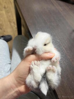 Zakrslý králíčěci - 2