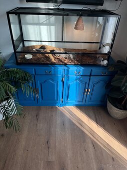 Krajta královská + terárium - 2