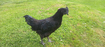 Ayam cemani - mladí kohouti - 2