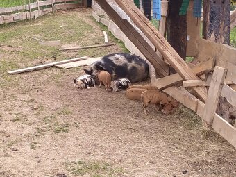 Selata Kune kune - 2