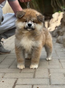 Akita Inu s PP - odběr ihned - 2