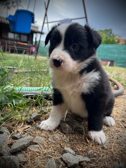 Border kolie - 2