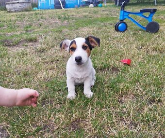 Jack Russell - 2