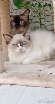 Ragdoll - 2