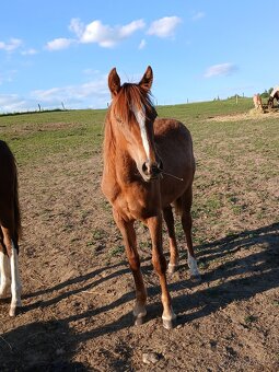 KOBYLKA WELSH PART BRED - 2
