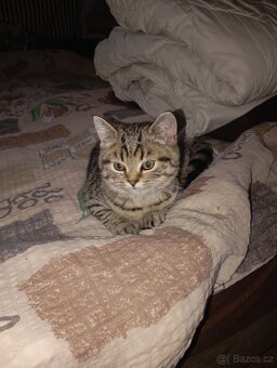 Britská koťátka - 2