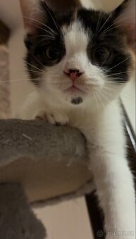 Polo-britská koťátka - 2