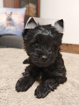 jorkšírský teriér fenka s PP - 2