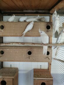 Andulky, Korely, papoušek zpěvavý. - 2