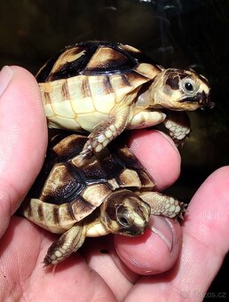 Želva zelenavá, vroubená, žlutohnědá - 2