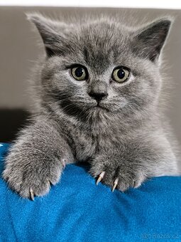 Britská Modrá koťátka - 2