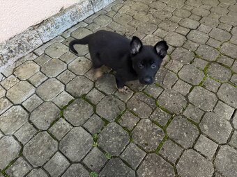 Pes Německy ovcak - 2