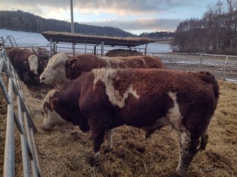 Janek z Libětic - 2