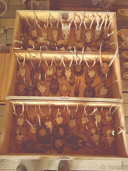 Srnčí parůžky, trofeje - 2