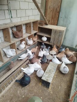 Prodám holuby NVH a texany - 2