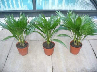 Palma Livistonia - 2