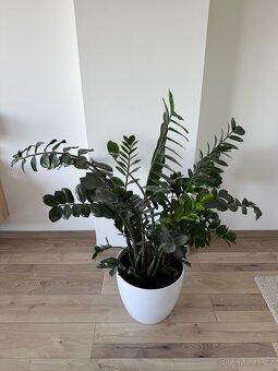 Zamioculcas výška 110 cm, průměr 110 cm - 2